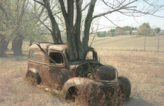 HUMOUR-AUTO-L-ARBRE-QUI-CACHE-LA-VOITURE.jpg