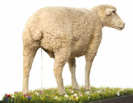 a merinos.png