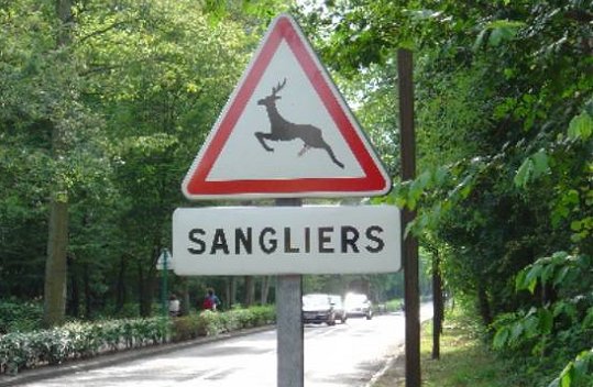 sanglier_1_.jpg