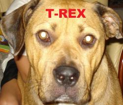 T-rex's Photo